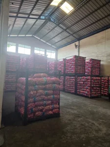 bawang putih kating honan 2