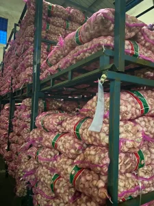 bawang putih kating honan