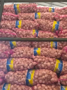bawang putih kating honan 3