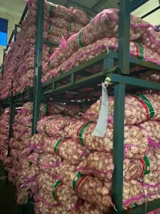 bawang putih kating honan